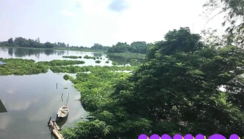 Búng Bình Thiên Lớn - An Giang