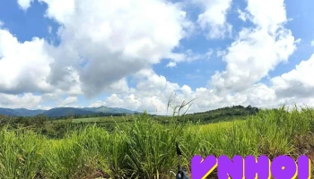 Cánh đồng cỏ Măng Đen - Măng Đen