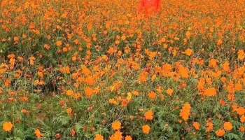 Cánh Đồng Hoa Cúc Cẩm Vịnh - Cẩm Vĩnh