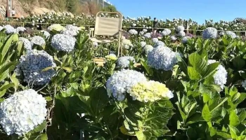 Cánh đồng hoa Cẩm Tú Cầu - Lâm Đồng