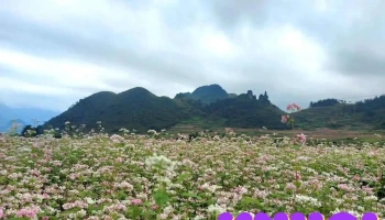 Cánh đồng hoa tam giác mạch - Hà Giang