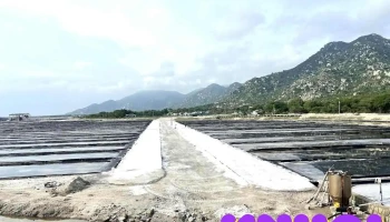Cánh Đồng Muối Phước Diêm - Ninh Thuận
