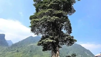 Cây cô đơn Hà Giang - Hà Giang