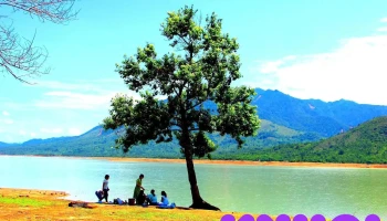 Cây cô đơn - Hướng Linh