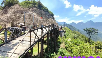 Cây cô đơn Ô Quý Hồ - Ql4D