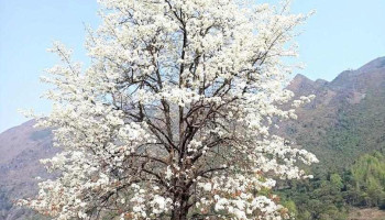 Cây mắc cọt Xuân Trường - Cao Bằng