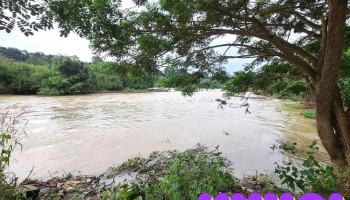 Cây si Thác Reo - Bình Thuận