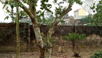 Chung Bình Bán Cây Cảnh - Unnamed Road