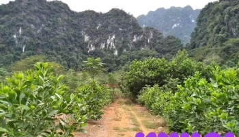Cẩm Châu - Thanh Hóa