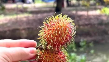 Du lịch sinh thái Hoàng Nam - Bến Tre