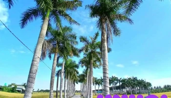 Hàng cau vua Tân Trụ - Long An