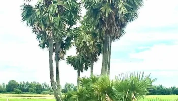 Hàng Thốt Nốt Trái Tim - An Giang