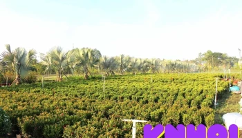 Hoa kiểng Năm Văn - K. Tân Huề