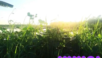 Hải Đường - Nam Định