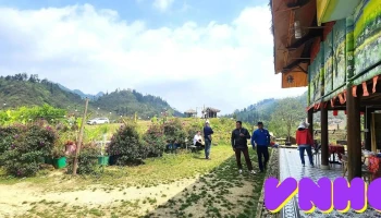 Kale farm Bắc Hà - Bắc Hà