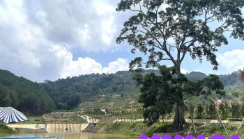 Kdl Rừng Thông Núi Voi - Elephant Mountain Pine Forest - Thôn K'Long