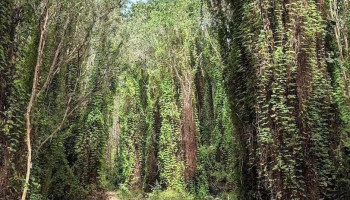 Khu Bảo tồn Thiên nhiên Bình Châu - Phước Bửu - Bà Rịa - Vũng Tàu