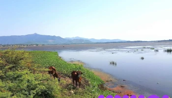 Khu Bảo Tồn Thiên Nhiên Đầm Trà Ổ - Mỹ Lợi