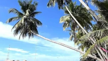 Khu Du Lịch Bãi Xếp (Cây Dừa Nằm) - Kiên Giang