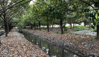 Khu Du Lịch Sinh Thái Đường Xuồng - Kiên Giang