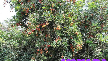 Khu Du Lịch Vườn Chôm Chôm Huệ - Bến Tre