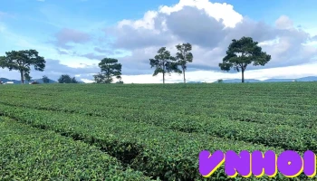 Khu du lịch Đồi Chè Mê Linh - Mê Linh