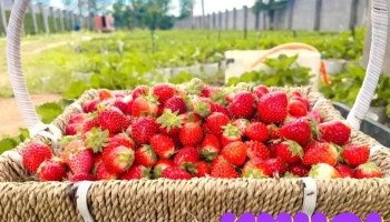 Kites Farmstay - Đt664