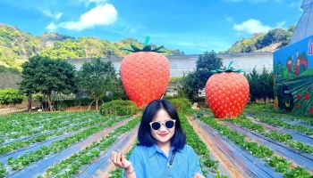 Lam Sơn Farm Mộc Châu - Lamson Bản Áng
