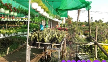 Làng Hoa Đồng Tháp - Cao Thắng