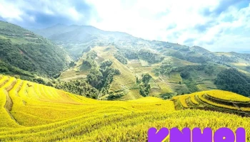 Mâm Xôi bé - Yên Bái