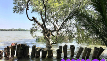 Miếu Ông Bần Quỳ (Xá Hương) - Nhựt Ninh