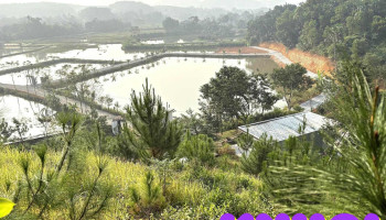 Phai Sông Farm - Tam Nông