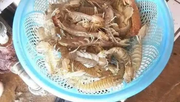 Quỳnh Nghĩa - Nghệ An