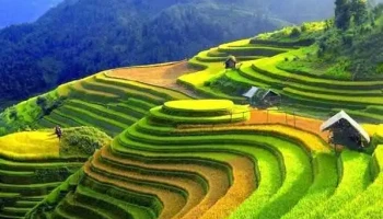 Ruộng Bậc Thang Mù Cang Chải - Yên Bái