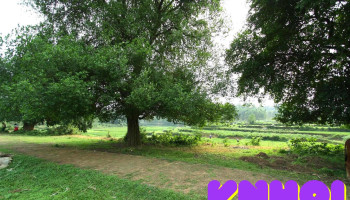 Rặng duối 18 cây - Unnamed Road
