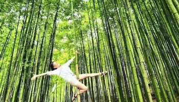 Rừng Trúc Mù Cang Chải - Yên Bái