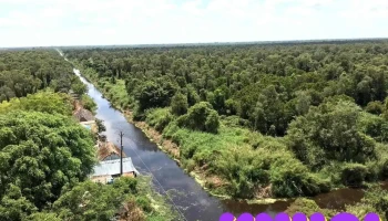 Rừng U Minh Hạ_Vietnam's ancient Melaleuca forest - Cà Mau