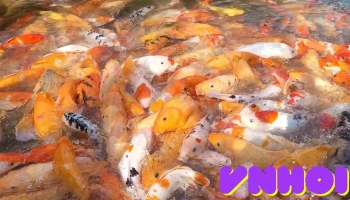 Suối Cá Vàng Khe Tọ - Nghệ An