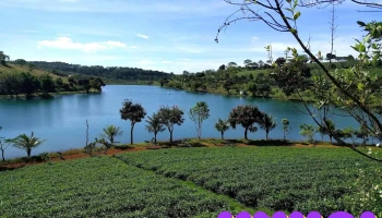 Tâm Châu Farm - Bảo Lâm