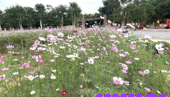 Thung lũng hoa Phủ quỳ - Nghệ An
