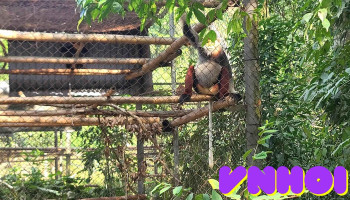 Trung Tâm Cứu Hộ Linh Trưởng Cúc Phương - Ninh Bình