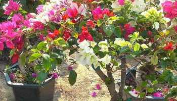 Trại Cây Giống Thanh Nhung - Ql30