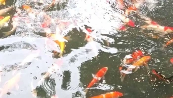 Trại Sản Xuất Cá Giống - Cá Cảnh Minh Quyền - Quảng Tân