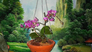 tt. Thanh Nê - Thái Bình