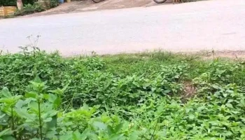 tt. Đình Lập - Lạng Sơn