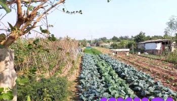 VietHarvest Journey - Hà Nội