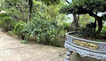 Vườn cam sạch Cao Phong - Hòa Bình