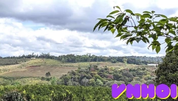 Vườn Cam Tự Hái Măng Đen - Lo Dat Ed Road