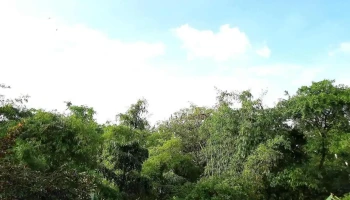 Vườn Cò Tân Long - Long Bình