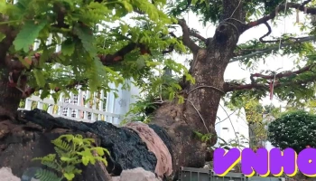 Vườn Dâu Mười Thơm - Kiên Giang